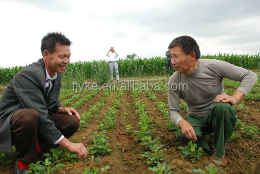 big size peanut kernels 2014 hot sale