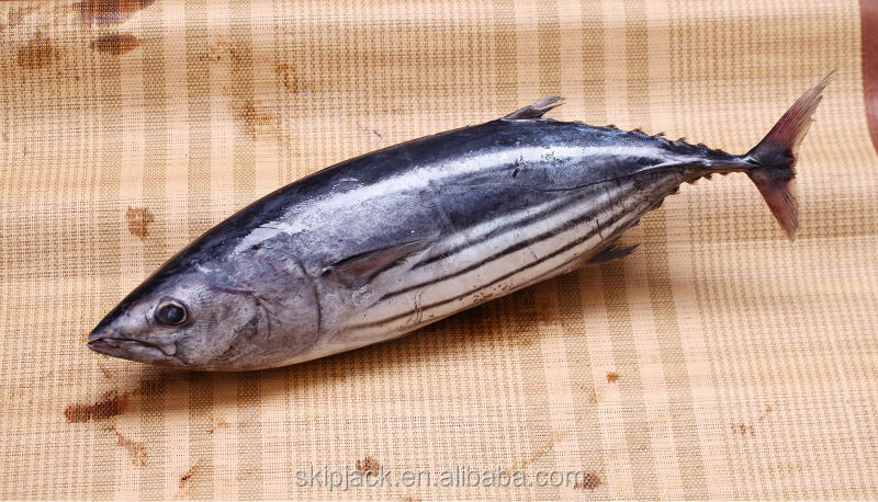 skipjack chunk tuna can