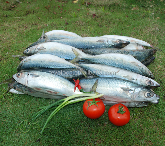 Canned Mackerel in Tomato Sauce from Chinese Supplier