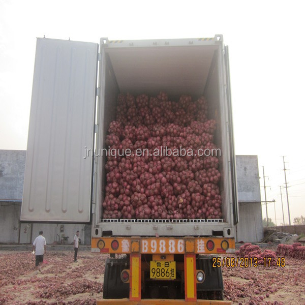 Fresh onion for export in various pack