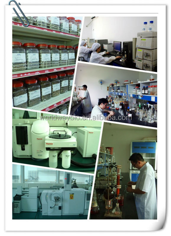 free sample GMP manufacturer tea polyphenol catechin EGCG green tea powder