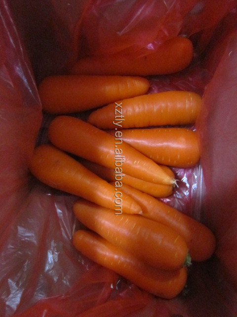 Fresh New carrot with good quality hot sale