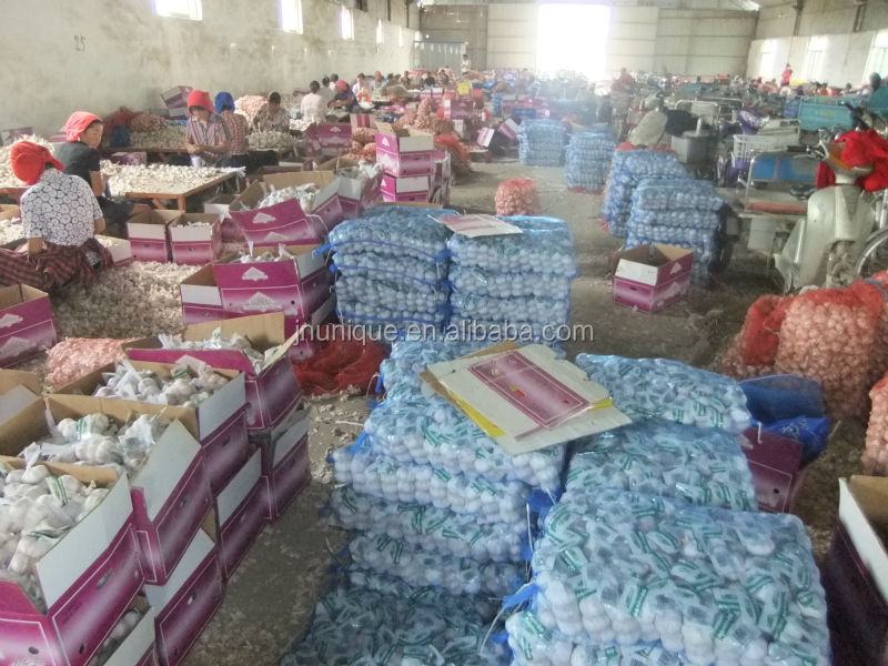 Best dates vegetables fresh garlic export in reefer container