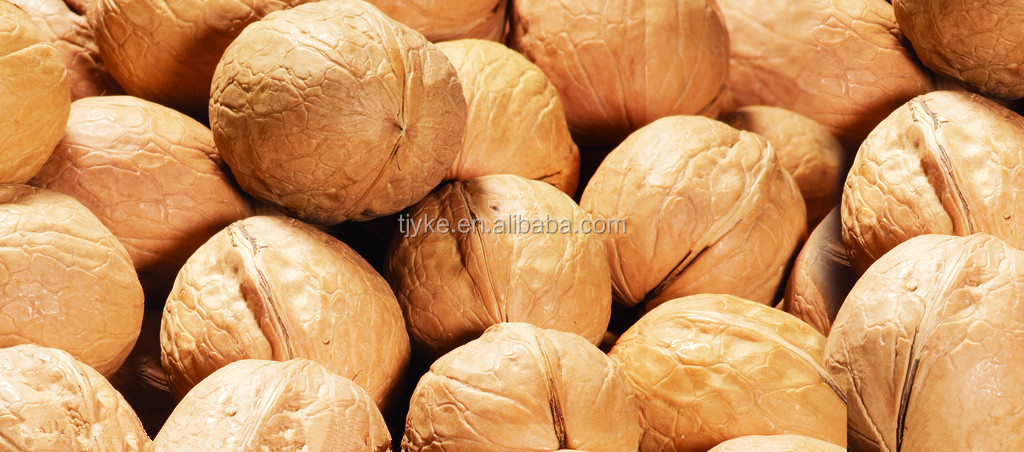 chinese walnut in shell