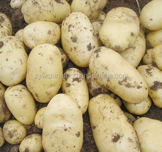 Fresh onion and potato enjoying great popularity with high quality in 2014