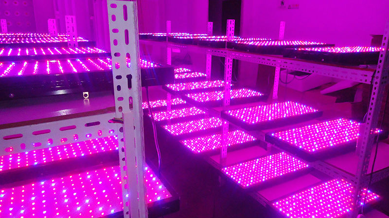 屋内栽培システムフルスペクトルのライトを成長主導5wチップが成長主導光1000ワットはライトを育てる導か問屋・仕入れ・卸・卸売り