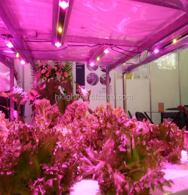 grow lighting red color