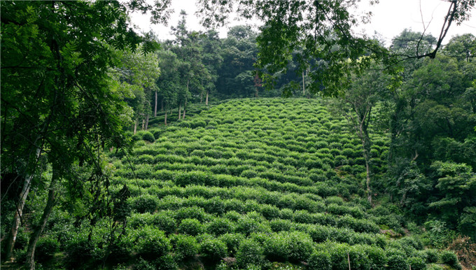 BLACK TEA with different type of packing