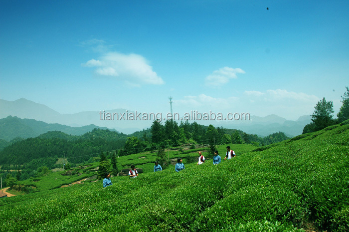 Green Tea Extract Tea Polyphenol (TP) Green Tea Polyphenols 30%-98%