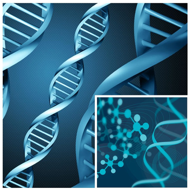 GMP Certified Soybean Peptide Protein Powder,China Timage price