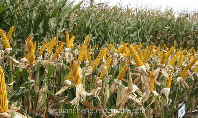 China Manufacturer Bulk Stock Yellow Corn Maize Low Prices (WBTC0098)