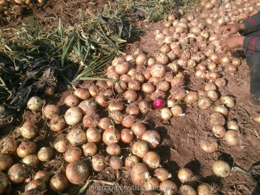 High Quality Fresh round onion for sale