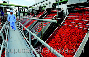 Tomato Puree Tomato Ketchup Tomato Paste
