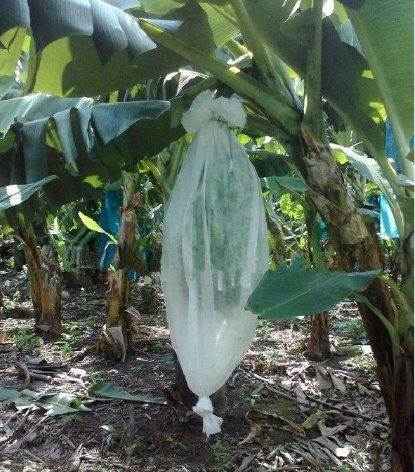 不織布uvバナナのための農業のファブリックの保護袋に入れて・霜保護・雑草防除のファブリック問屋・仕入れ・卸・卸売り