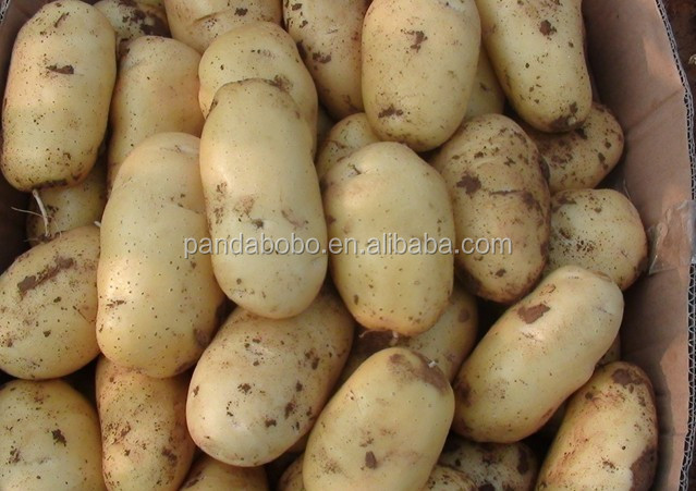small size holland potato export to Srilanka