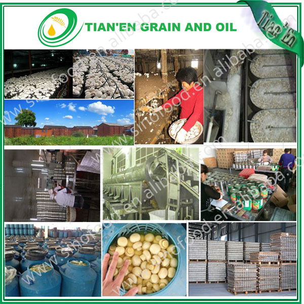 New crop canned mushroom in tin with top quanlity