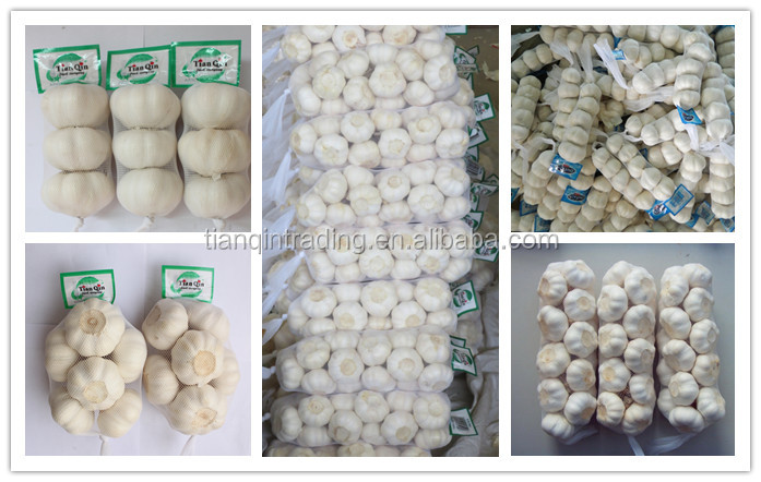 Garlic & Fresh Garlic & Normal white garlic for Chile Market