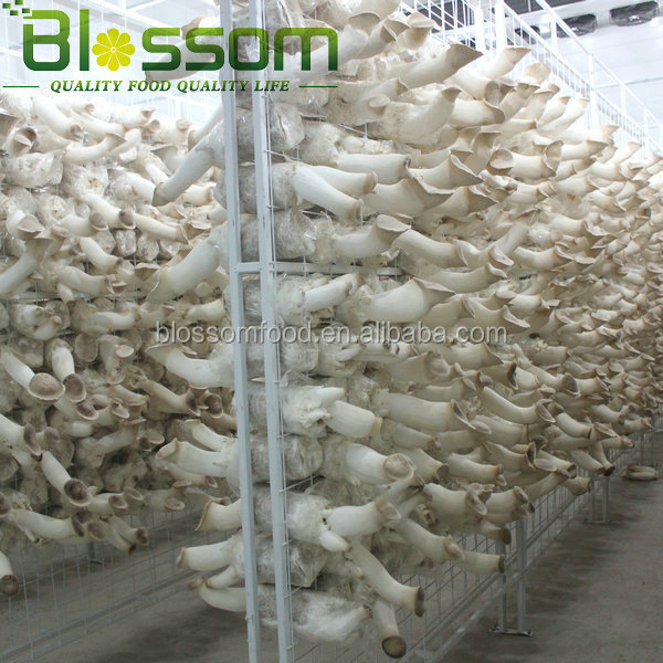 2014 Bulk IQF king oyster frozen pleurotus eryngii cubes sliced mushroom