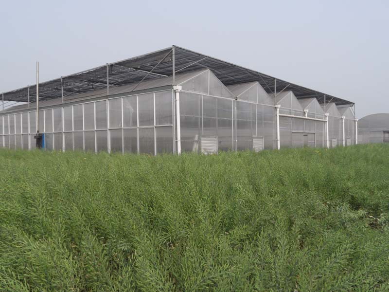 Greenhouse Project Middle East/Africa greenhouse polycarbonate greenhouse plastic manufacturers in south africa Greenhouse Project Middle East/Africa greenhouse polycarbonate greenhouse plastic manufacturers in south africa
