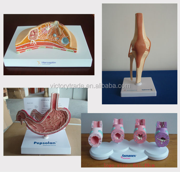 V Am031 Human Prostate Gland Disease Anatomy Model With Accessory Piece