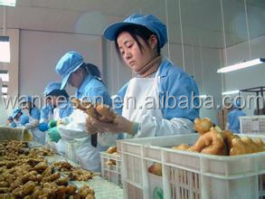 The Most Favorable Ginger Export - The Best Selling new corp fresh ginger