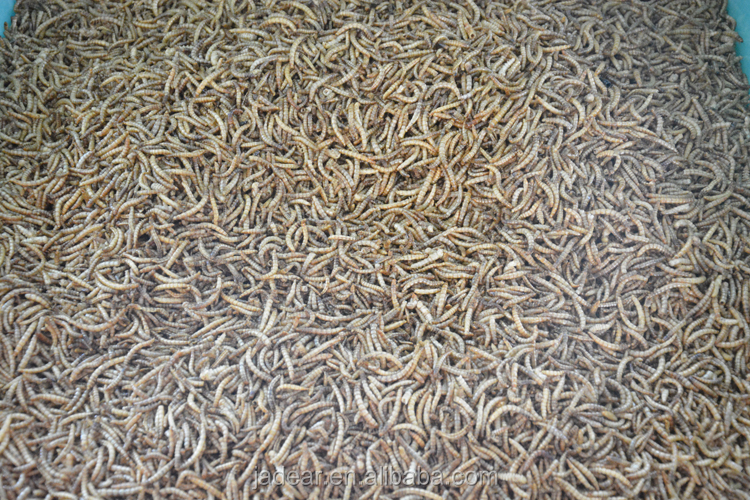乾燥食用昆虫mealworm小麦粉仕入れ・メーカー・工場