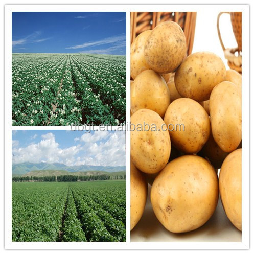 fesh holland potato export to all over the world/chinese high quality holland potato