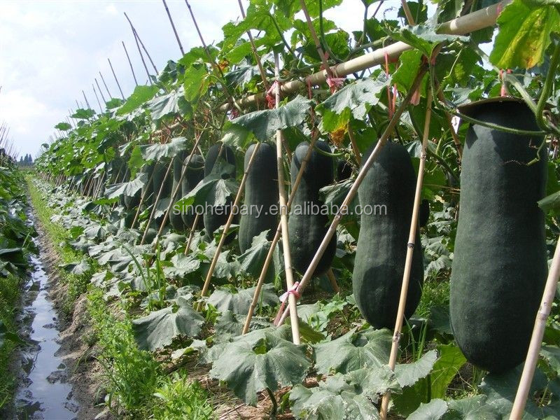 Hot Sale Hybrid Chinese Winter Melon For Planting Buy