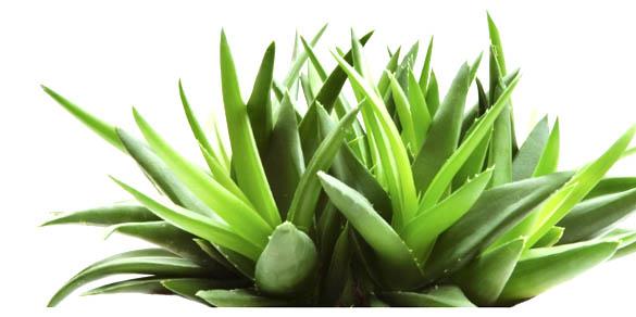 M-Houssy With Real Pulp aloe vera juice china