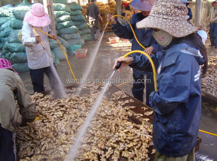 2014 High Quality New Crop Fresh ginger export For UK,CANADA,USA and EU Market best selling ginger