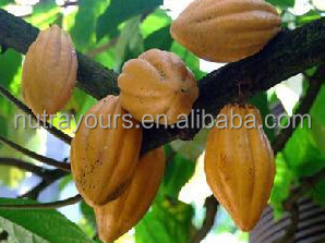 Natural cocoa powder extract lower the blood pressure manufactory supply