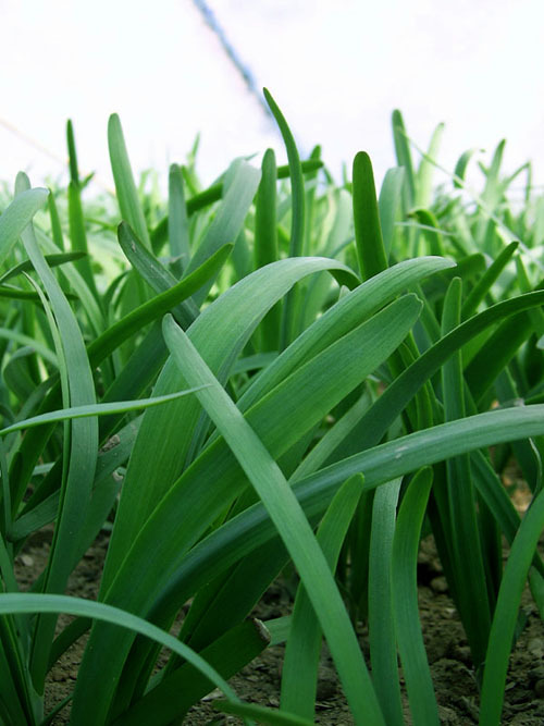 Yellow Garlic Chives Seeds Leek Seeds Chinese Chives Seeds For Growing