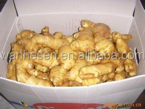 bulk fresh ginger, Chinese Ginger