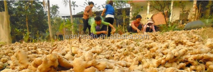 2014 High Quality New Crop Fresh ginger export For UK,CANADA,USA and EU Market best selling ginger