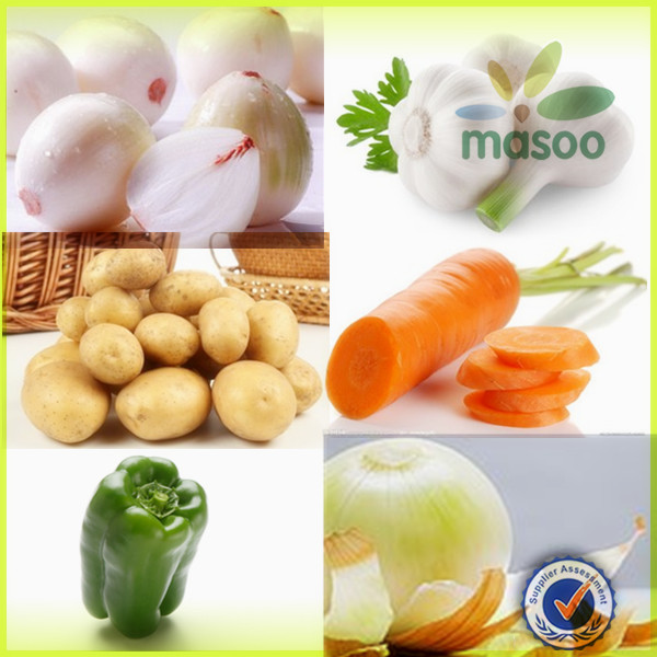fresh holland seed potato 150-200g exporter