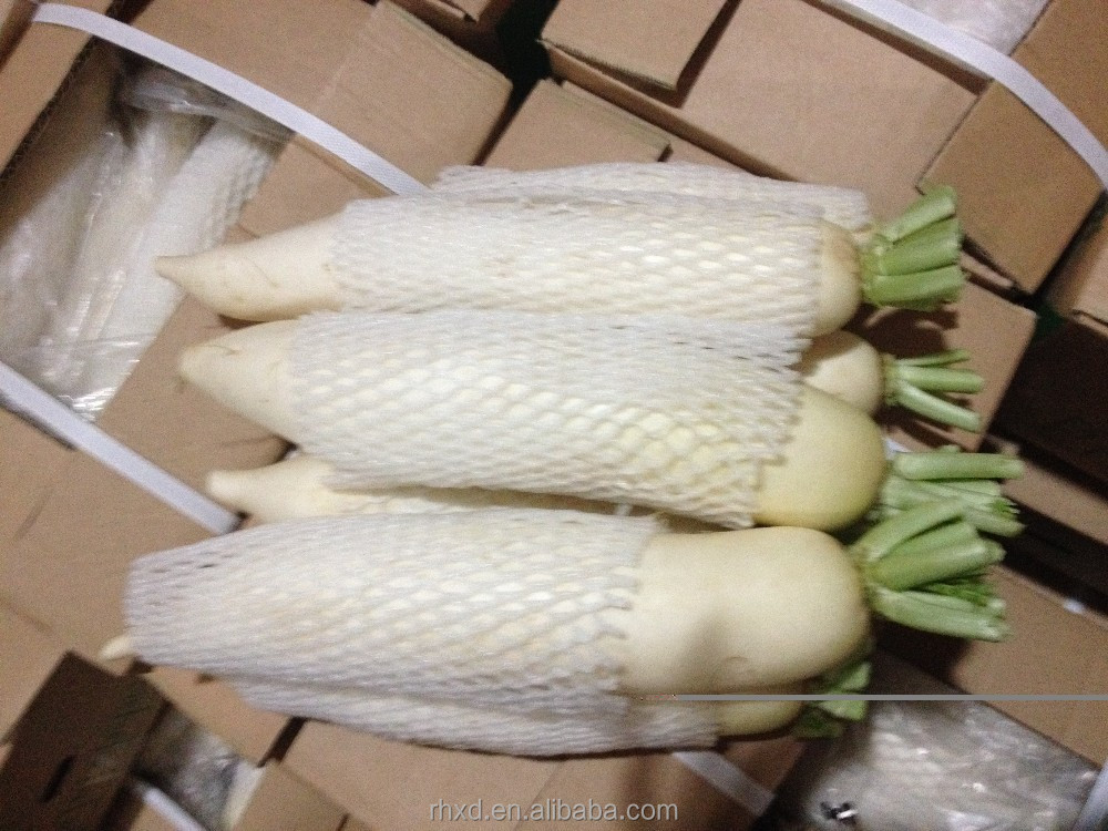 top quality a grade long white radish , ravanello , radijs