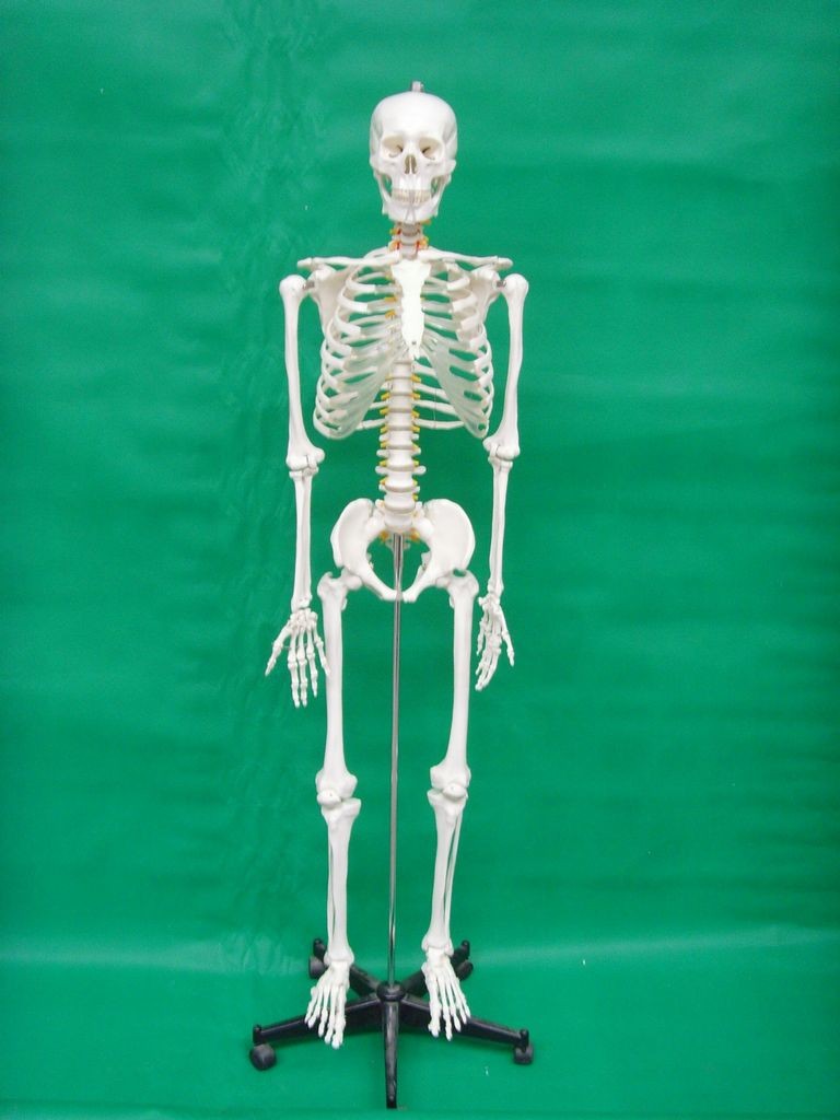 modello del corpo umano 85cm modello di scheletro umano