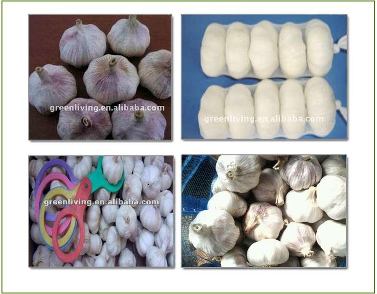 Fresh White Garlic/Sharp Taste/Nutritious (Low Price)