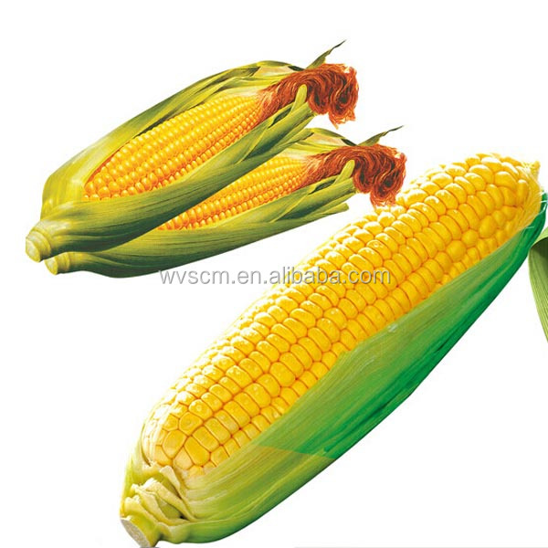 corn strach 01