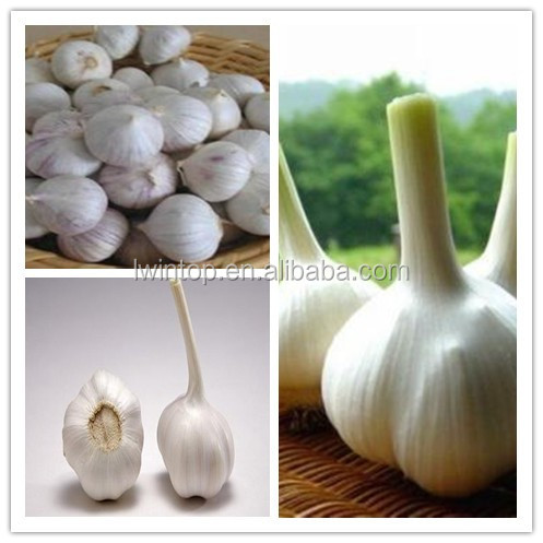 2014 New Red Garlic in China, Purple Garlic Supplier/Exporter