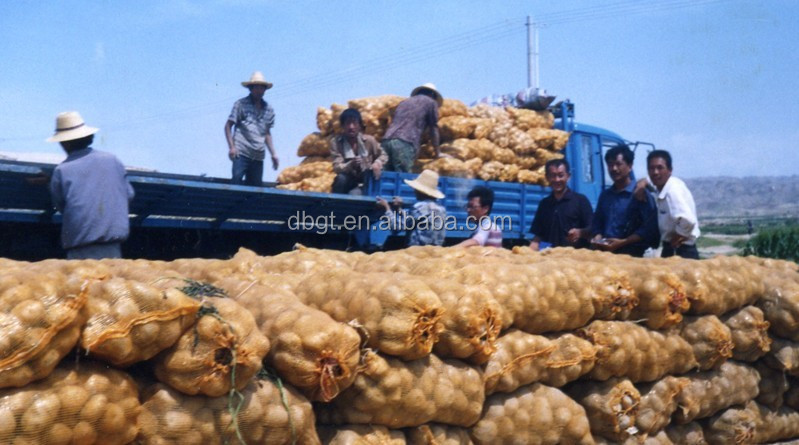 Fresh potato production base/fresh potato factory/holland potato