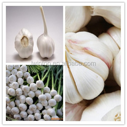 new crop nature garlic price