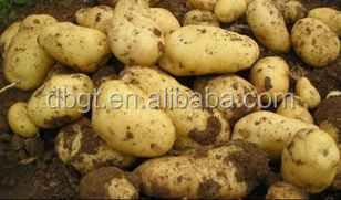 2014 new fresh artificial potato of high quality