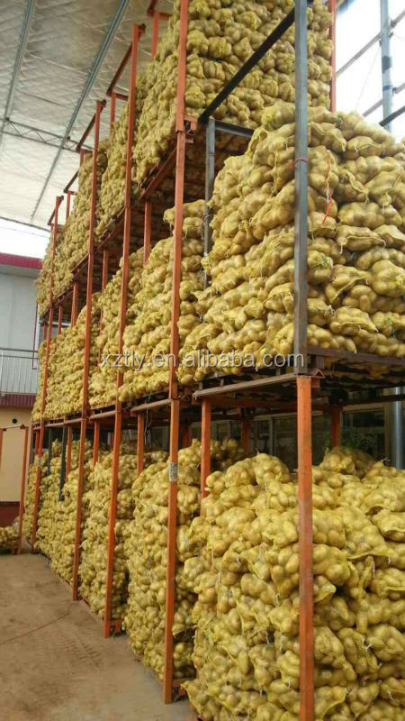 Fresh Holland potato exporting standard