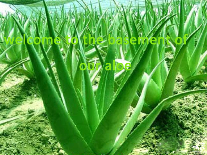 Aloe Vera Extact /Aloe Emodin/Aloe Vera Forever Living Products