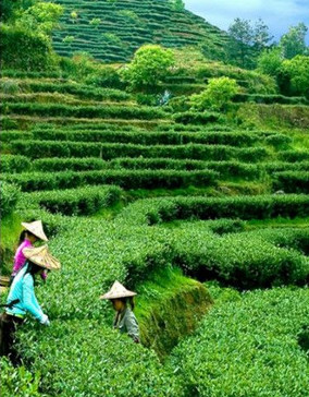 High quality time honored ripe puer tea