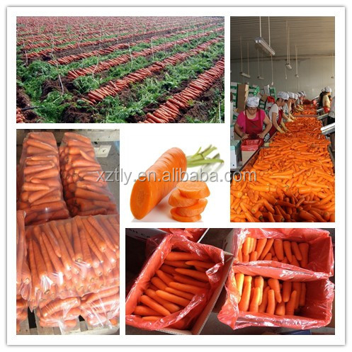 Fresh carrot exporting standard
