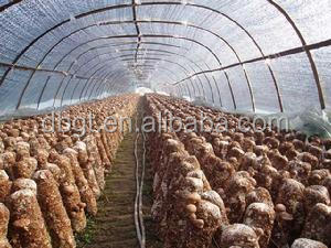 Fresh potato production base/fresh potato factory/holland potato