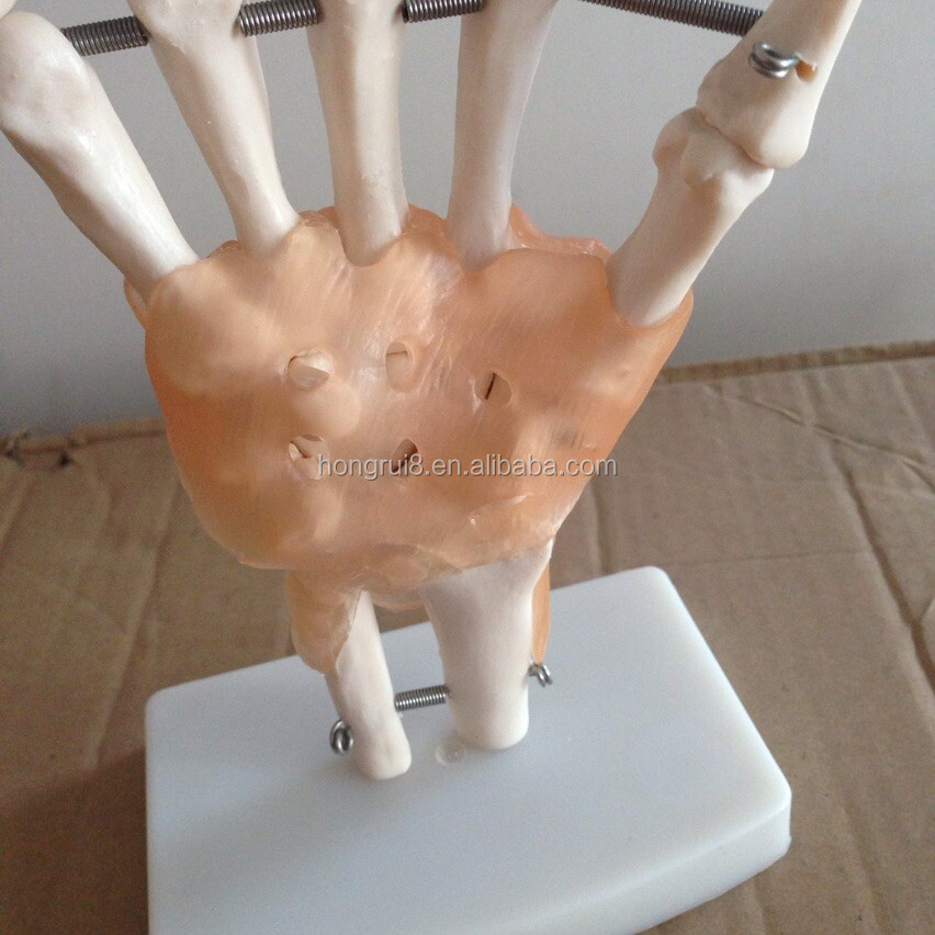114A hand joint 4.jpg
