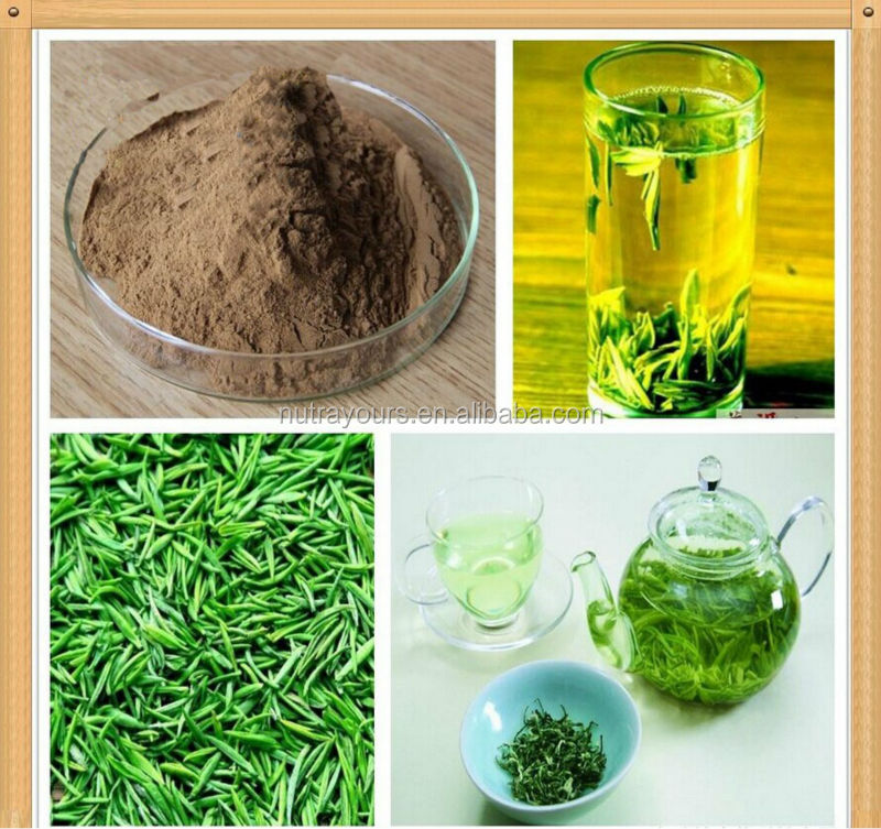 China matcha green tea powder Extract EGCG with favorable Price,China